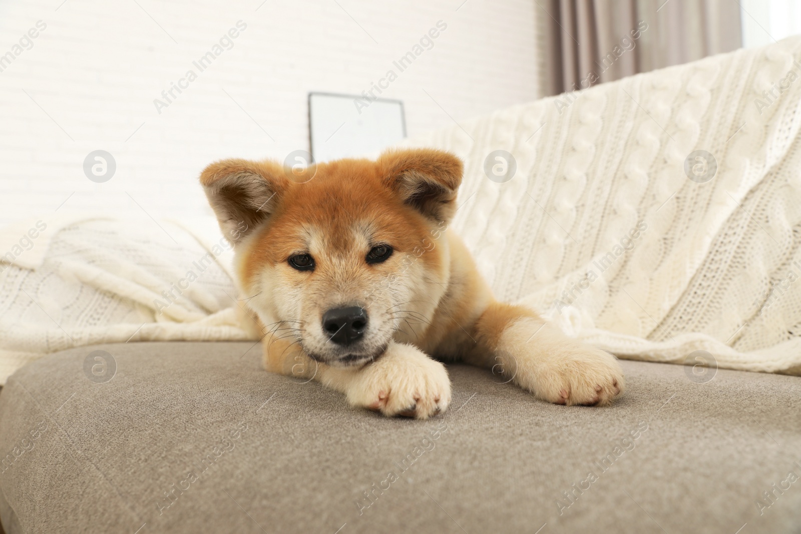 Photo of Funny akita inu puppy on sofa in living room