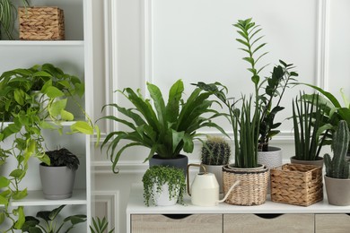 Photo of Green potted houseplants on table and shelves indoors