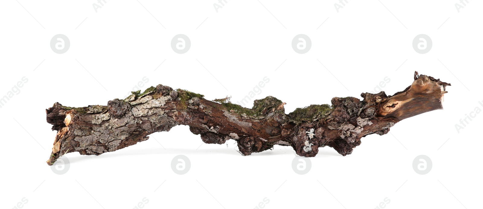 Photo of Old dry tree branch isolated on white