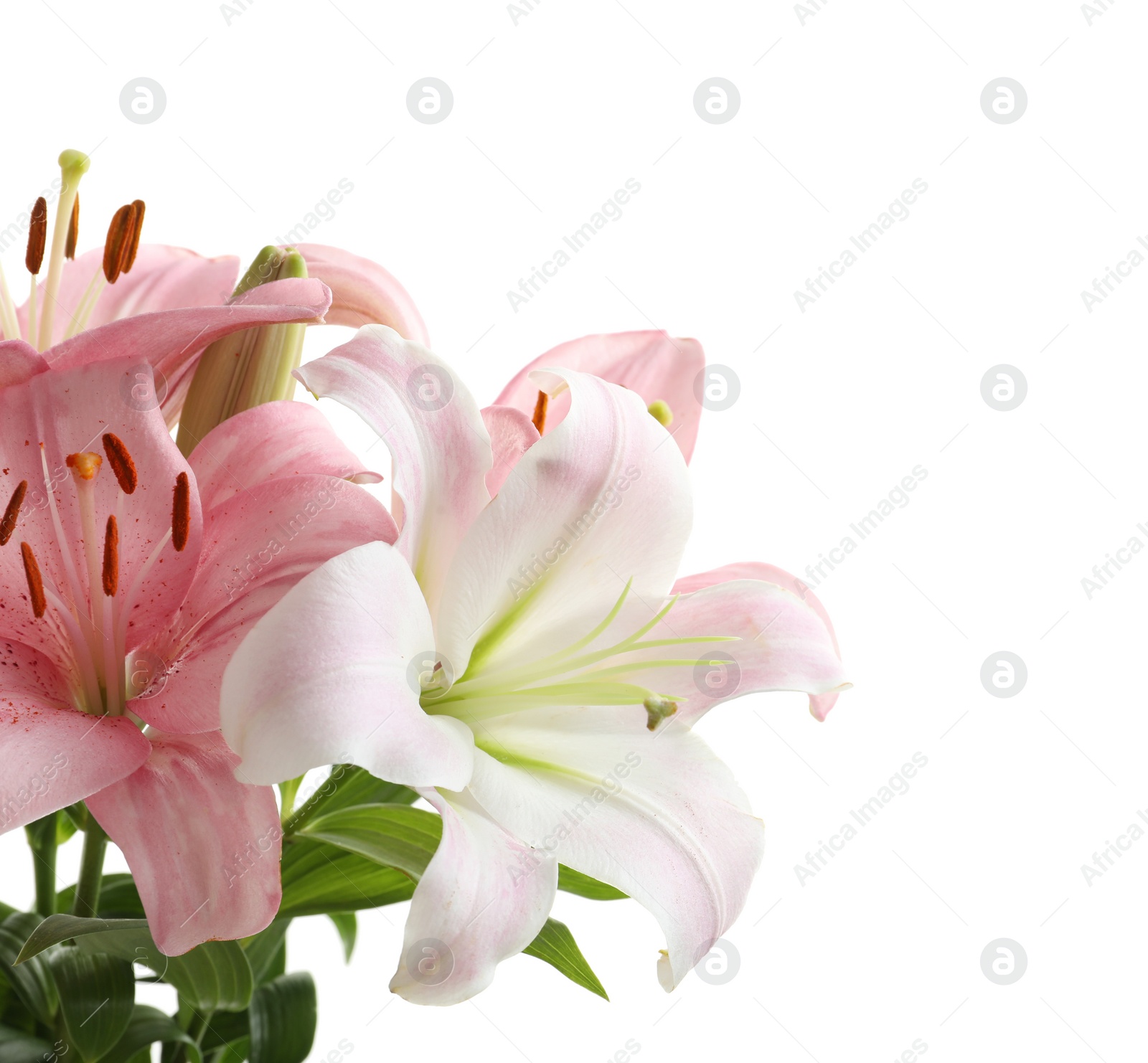 Photo of Beautiful blooming lily flowers on white background