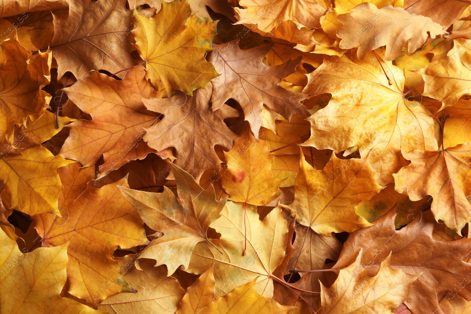 Photo of Many autumn leaves as background, top view