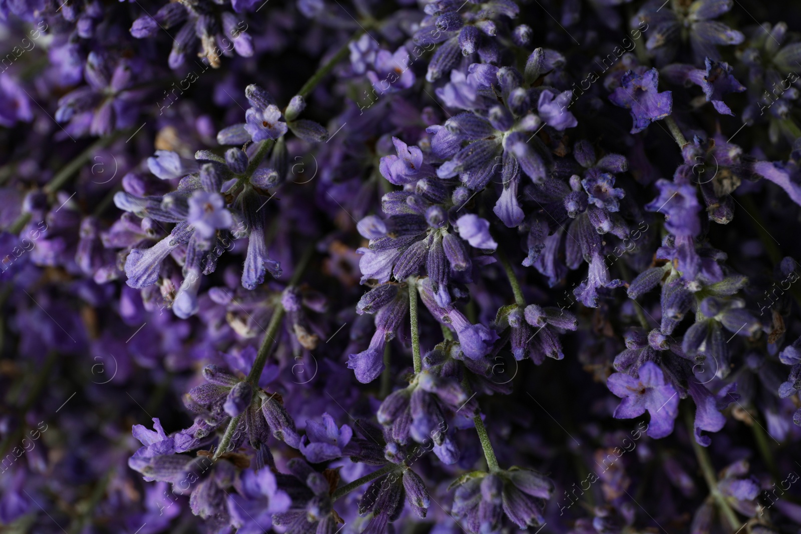 Photo of Beautiful lavender flowers as background, closeup view