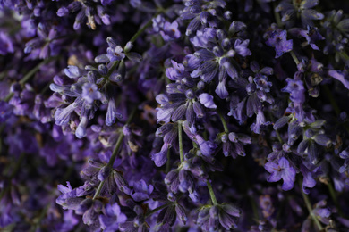 Beautiful lavender flowers as background, closeup view