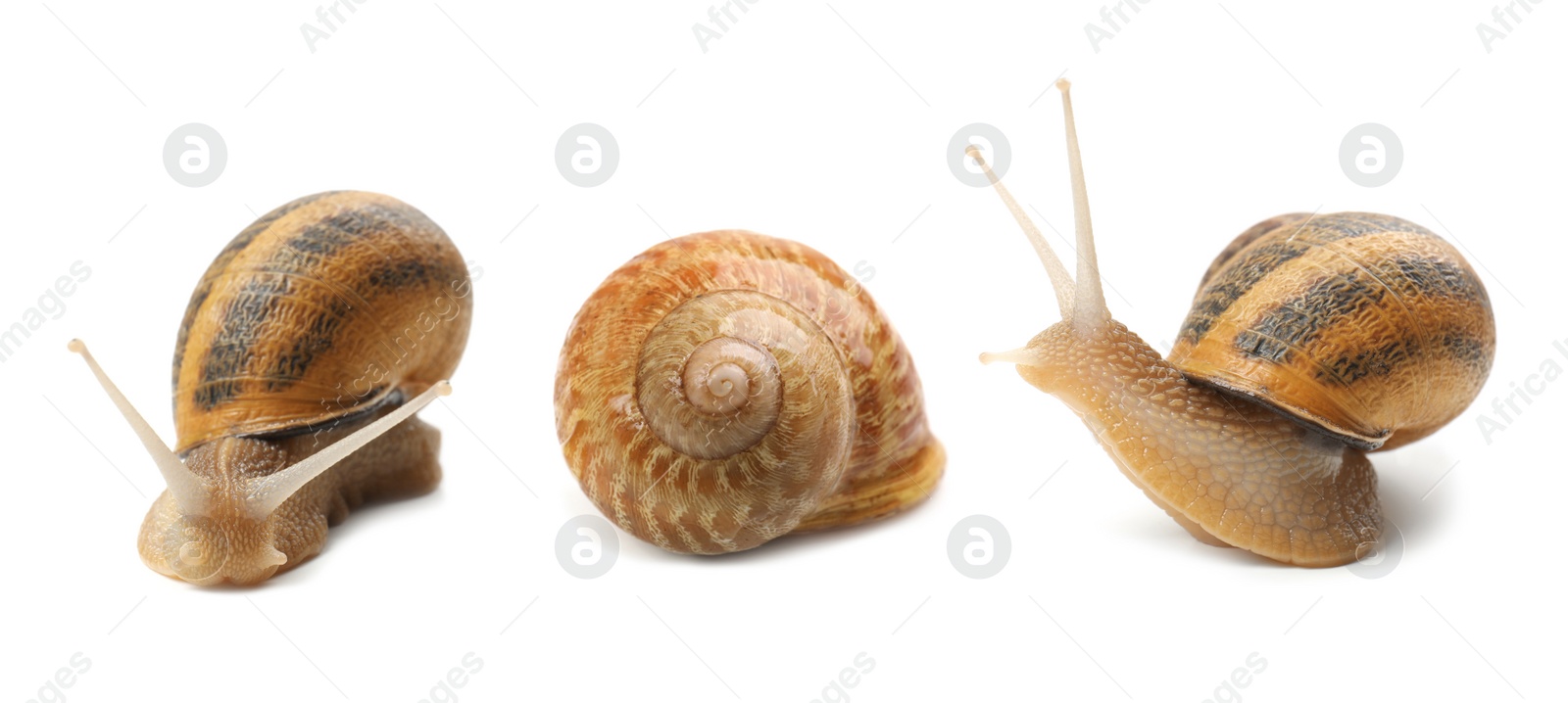 Image of Collection of common garden snails on white background. Banner design 