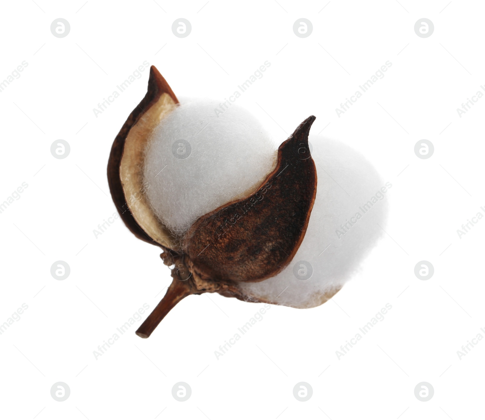 Photo of Beautiful fluffy cotton flower isolated on white