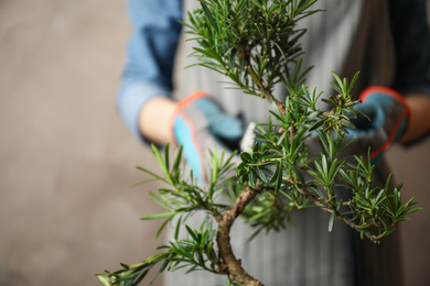 Photo of Woman trimming Japanese bonsai plant, closeup. Creating zen atmosphere at home