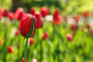 Beautiful red tulips growing outdoors on sunny day, closeup. Space for text