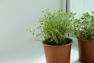 Different fresh potted herbs on windowsill indoors, closeup. Space for text