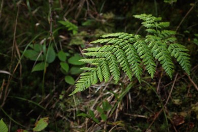 Photo of Green fern growing in forest, closeup view