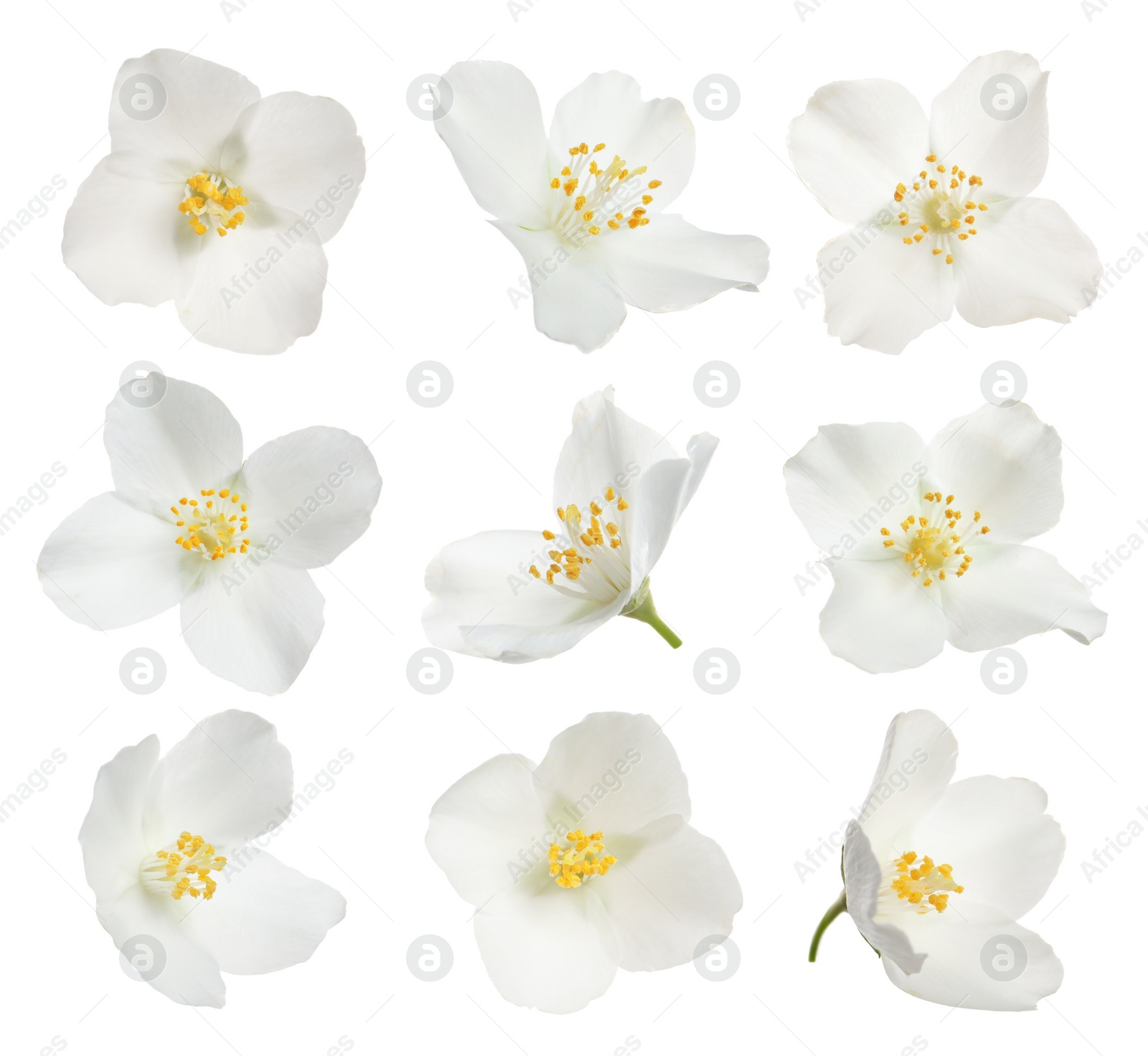 Image of Set with beautiful tender jasmine flowers on white background