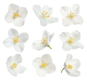 Image of Set with beautiful tender jasmine flowers on white background