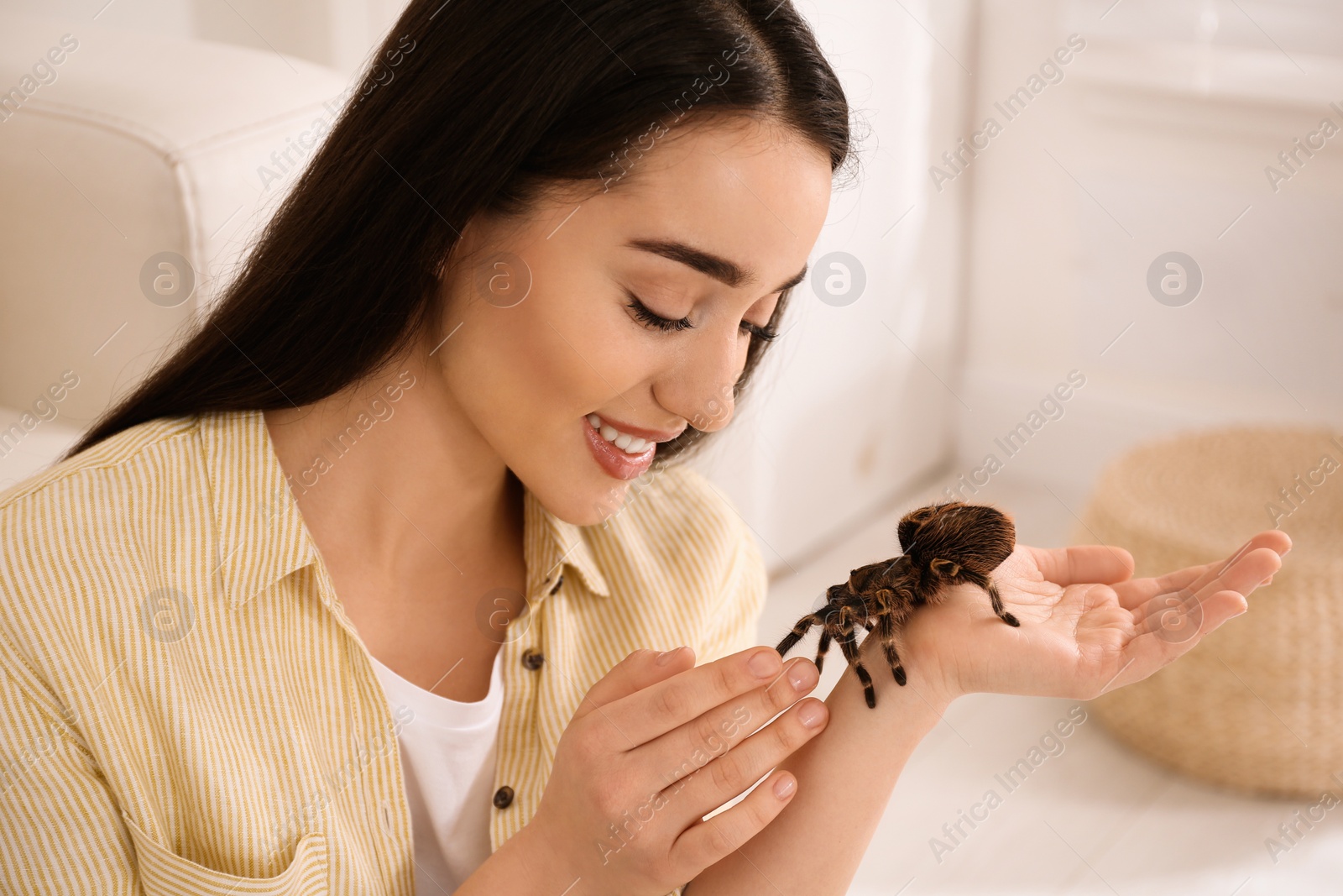 Photo of Woman holding striped knee tarantula at home. Exotic pet