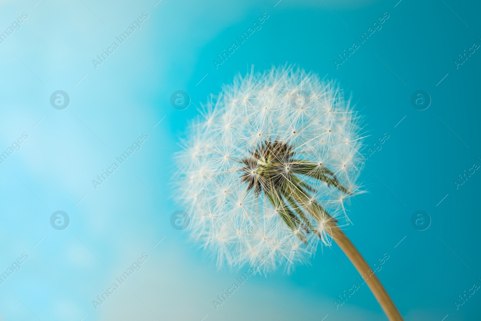 Photo of Beautiful dandelion flower on light blue background, closeup