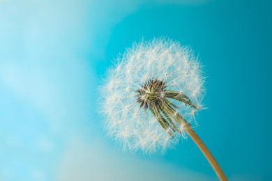 Photo of Beautiful dandelion flower on light blue background, closeup