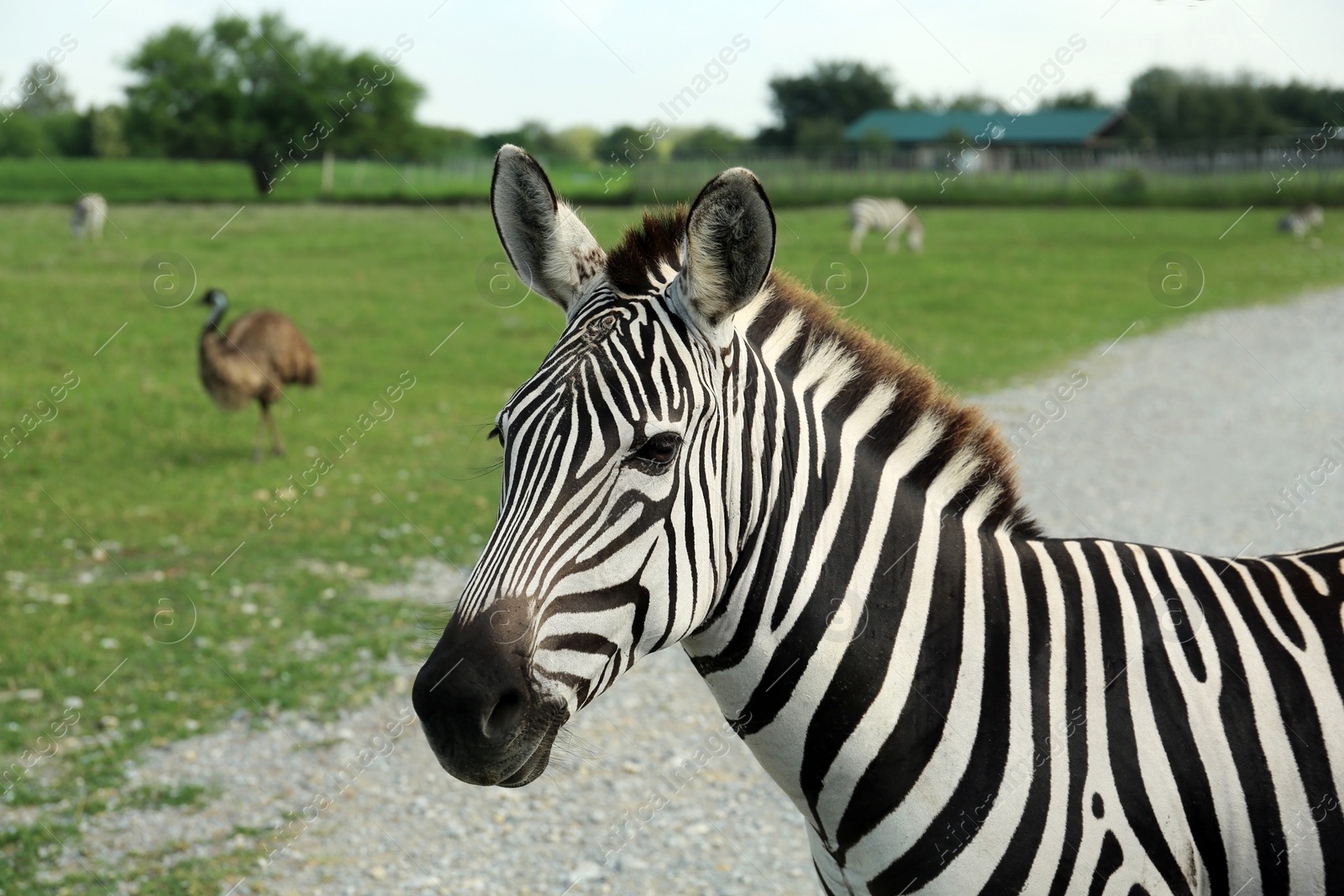 Photo of Beautiful striped African zebra in safari park