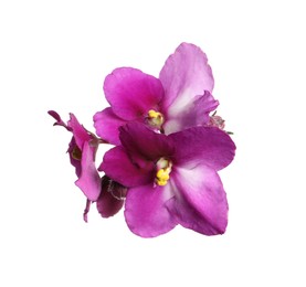 Photo of Pink violet flowers isolated on white. Delicate house plant