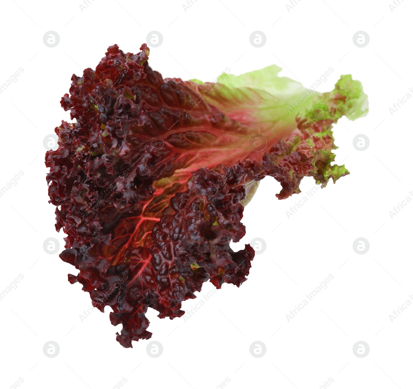 Photo of Leaf of fresh red coral lettuce isolated on white