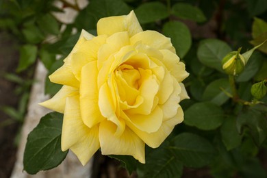 Closeup view of beautiful blooming rose bush outdoors