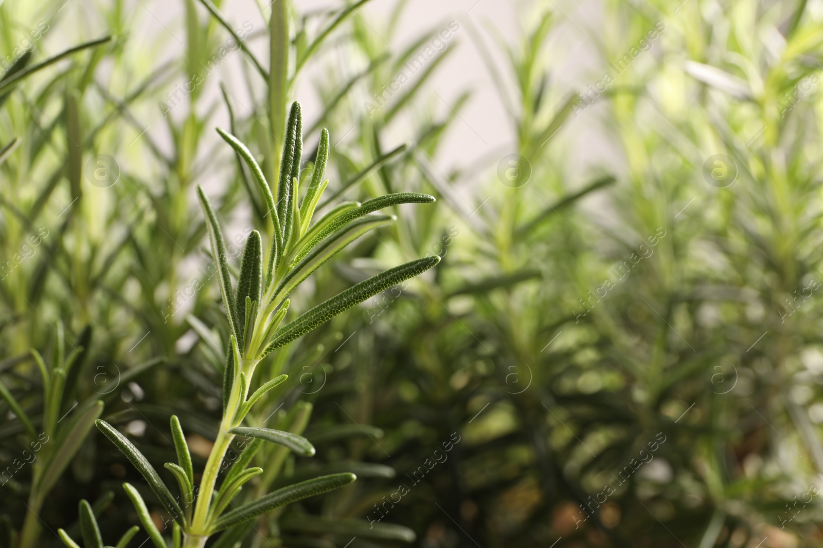 Photo of Aromatic green rosemary on light gray background, closeup. Space for text