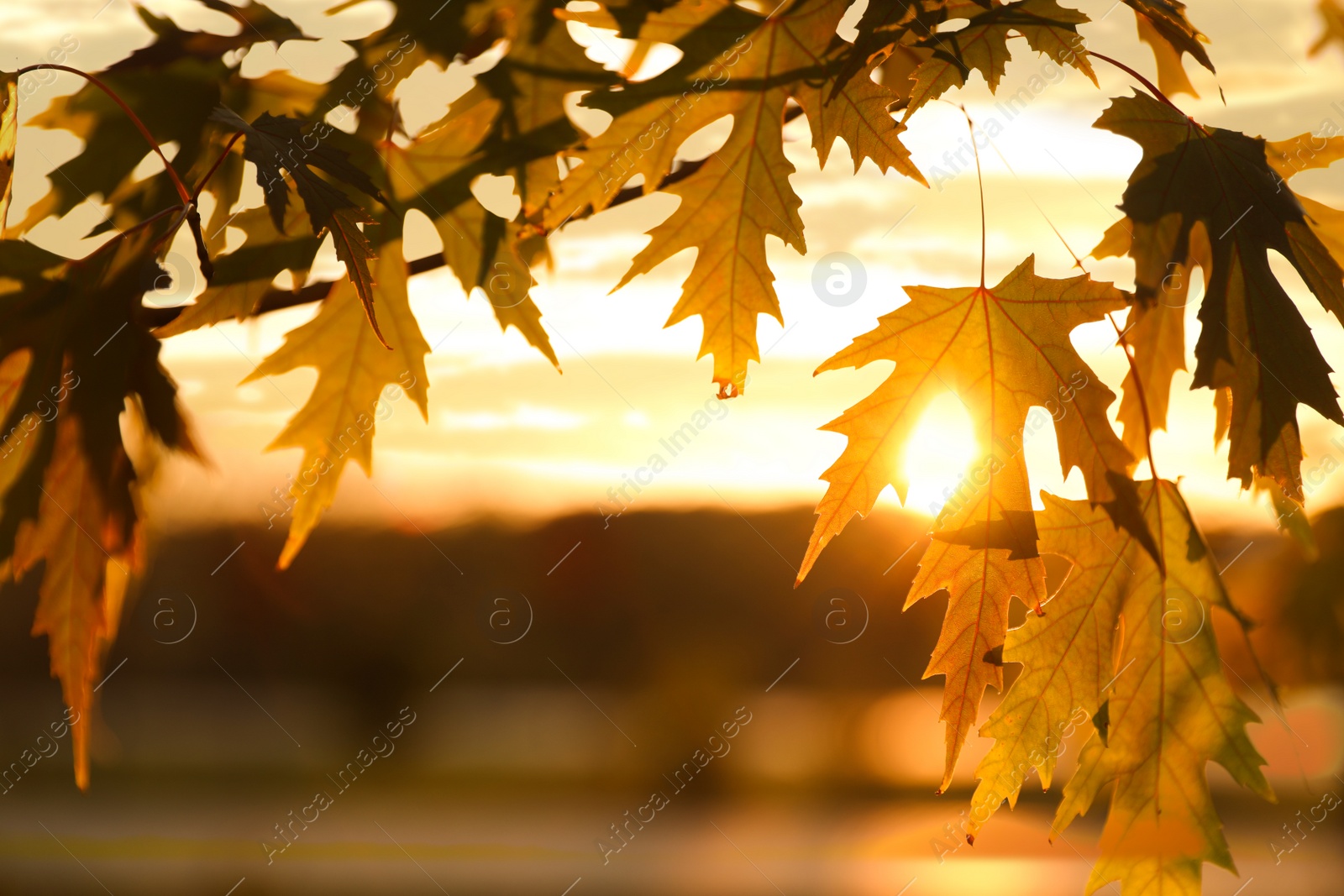 Photo of Tree branch with sunlit golden leaves in park, closeup. Autumn season