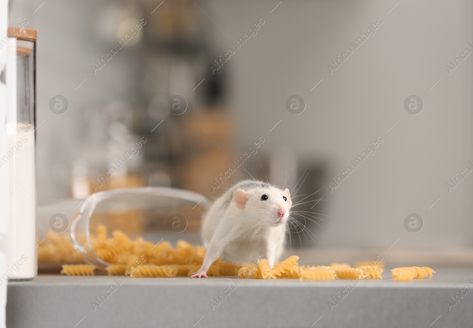 Photo of Rat near open container with pasta on kitchen counter. Household pest