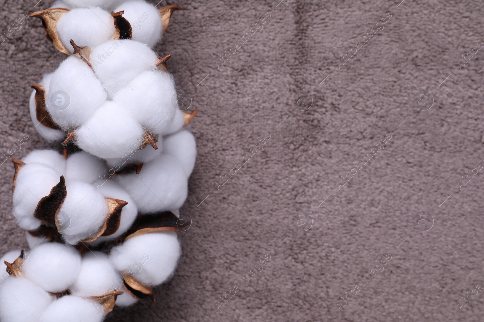 Photo of Cotton branch with fluffy flowers on brown terry towel, top view. Space for text