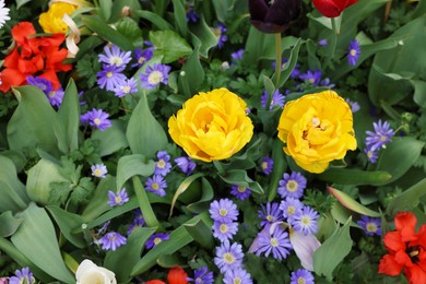 Photo of Many different colorful flowers growing outdoors, closeup. Spring season