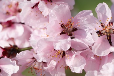 Photo of Beautiful cherry tree blossoms with dew drops outdoors on spring day, closeup