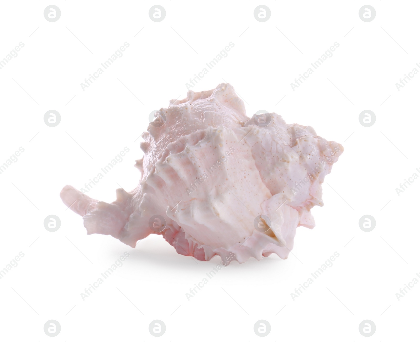 Photo of Beautiful pink sea shell isolated on white