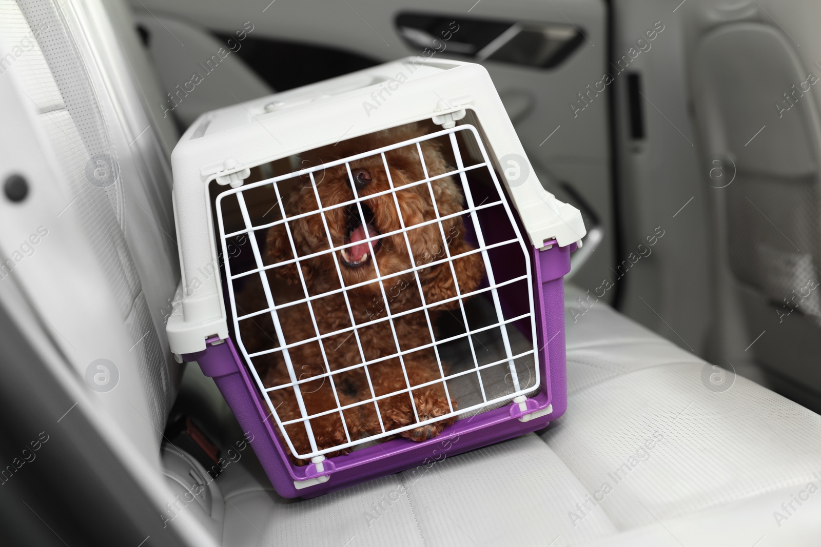 Photo of Cute dog in pet carrier travelling by car