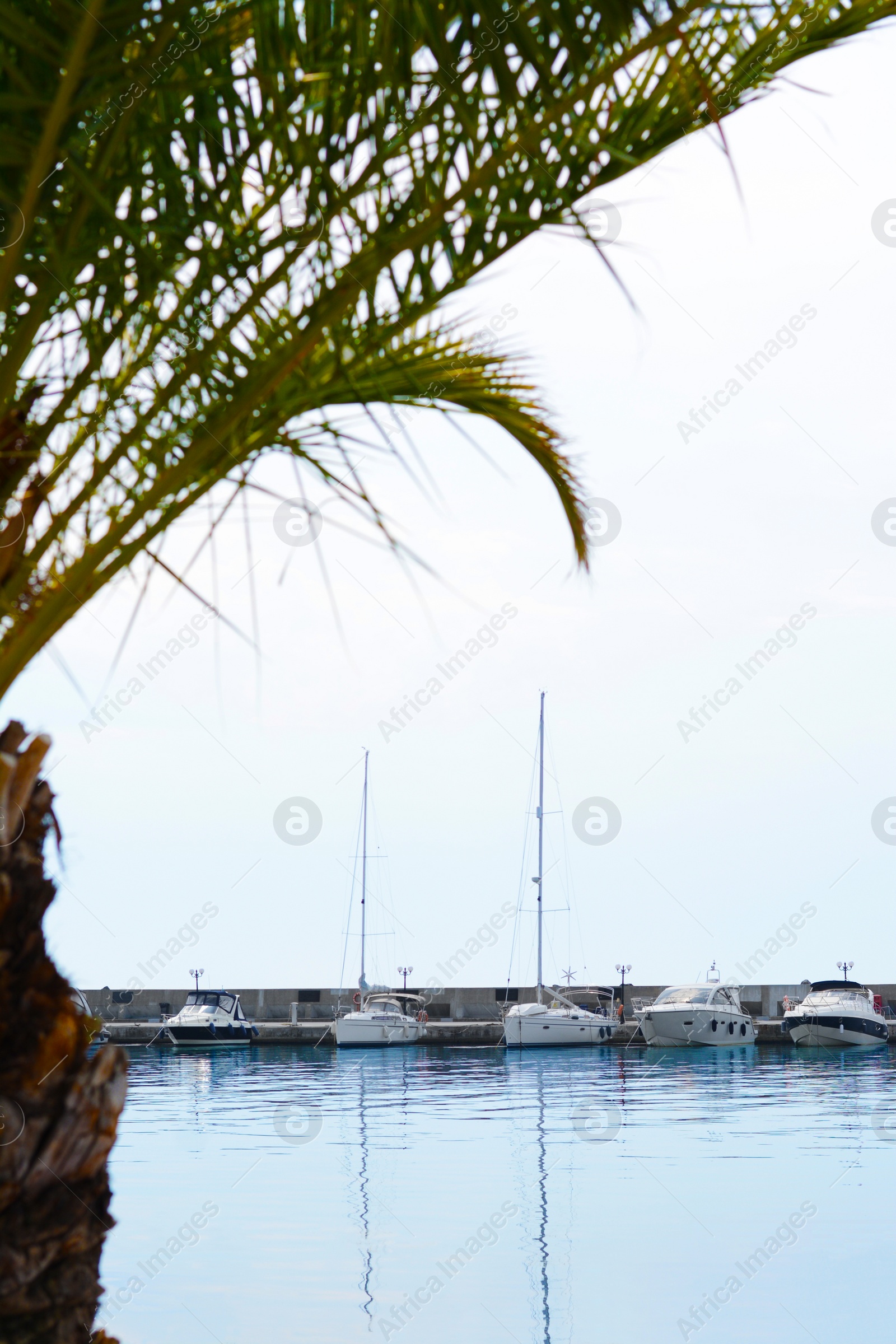 Photo of Beautiful view of concrete pier with moored boats and palm on sunny day