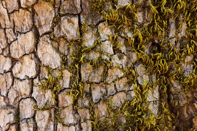 Tree bark with green moss as background, closeup