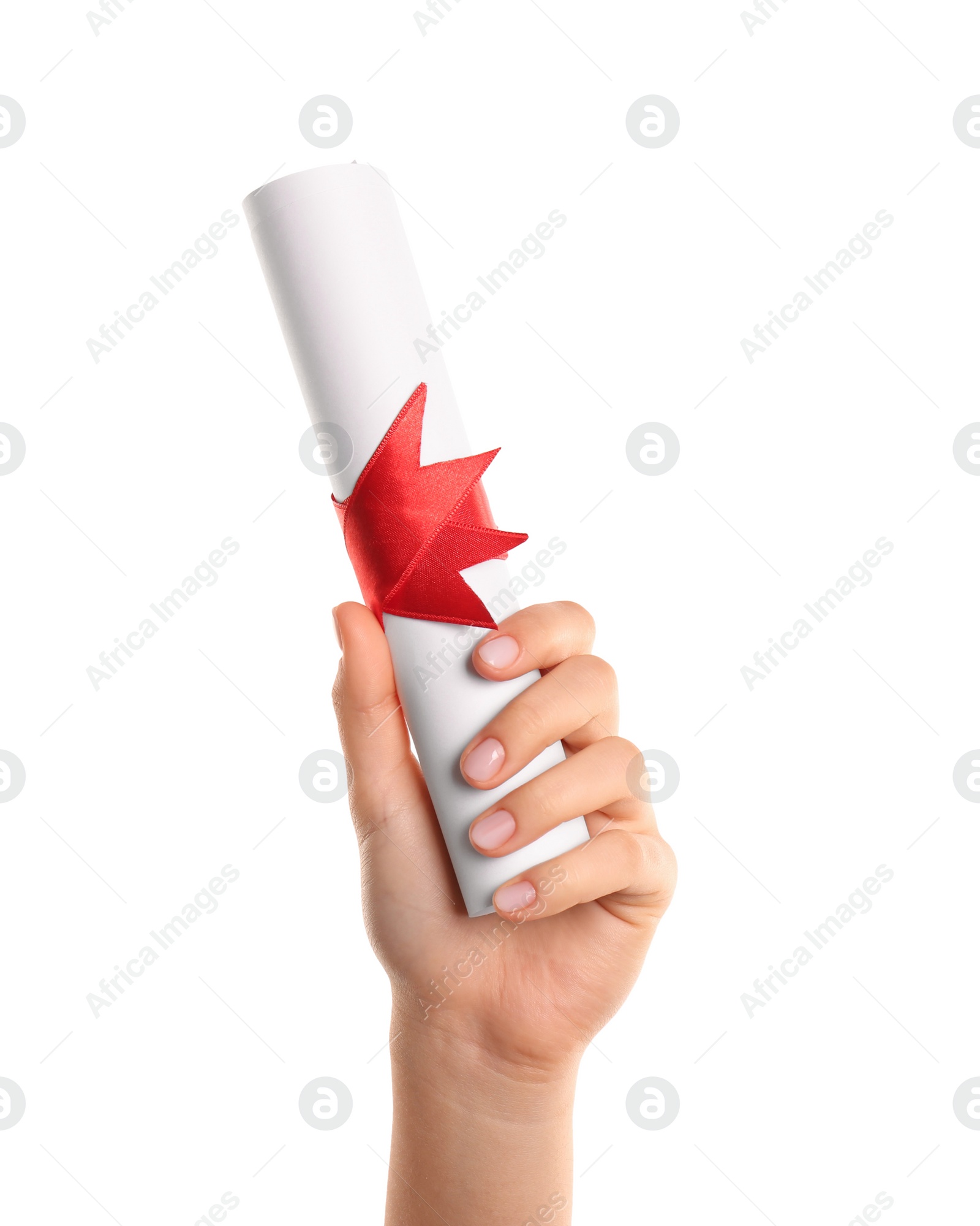 Photo of Student holding rolled diploma with red ribbon on white background, closeup