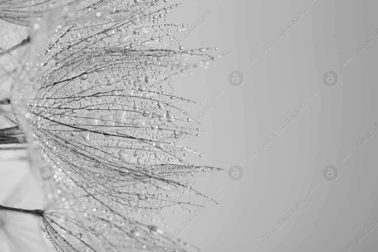 Photo of Dandelion seeds on grey background, close up. Black and white effect