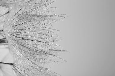 Dandelion seeds on grey background, close up. Black and white effect