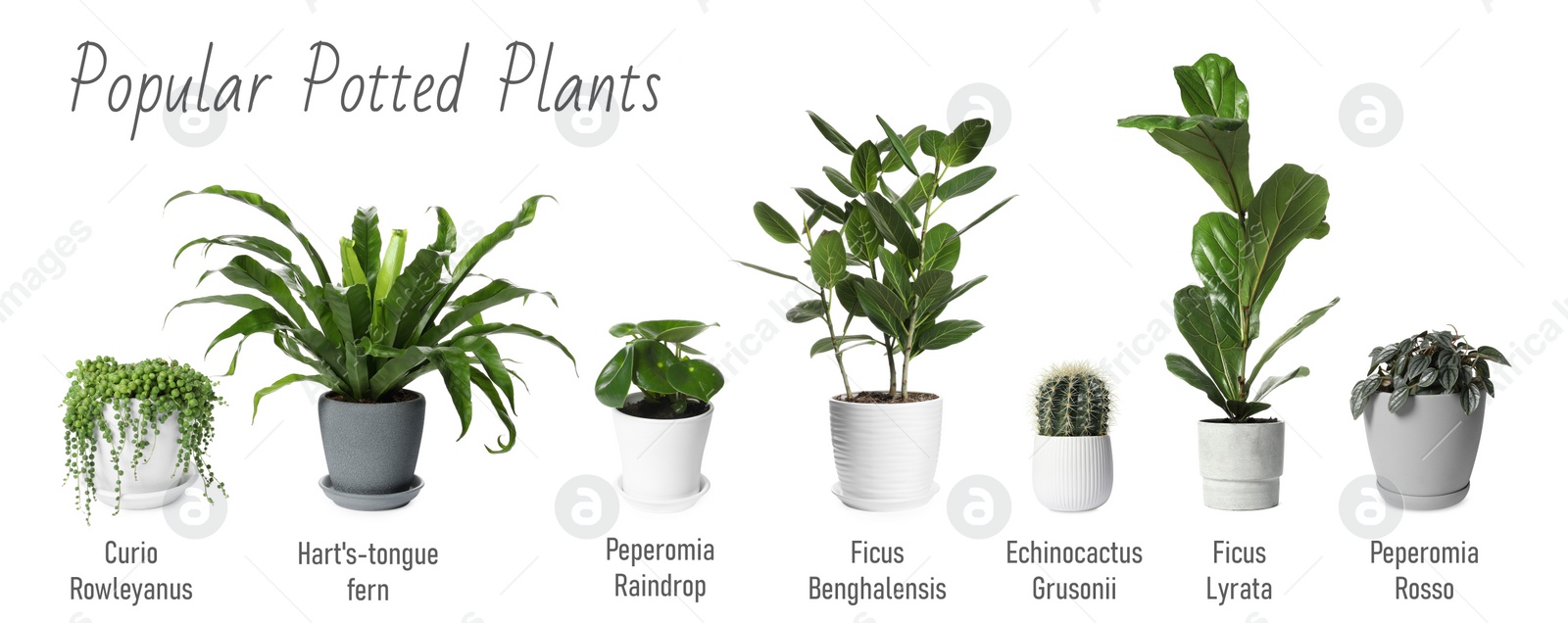 Image of Set of many different popular potted plants with names on white background