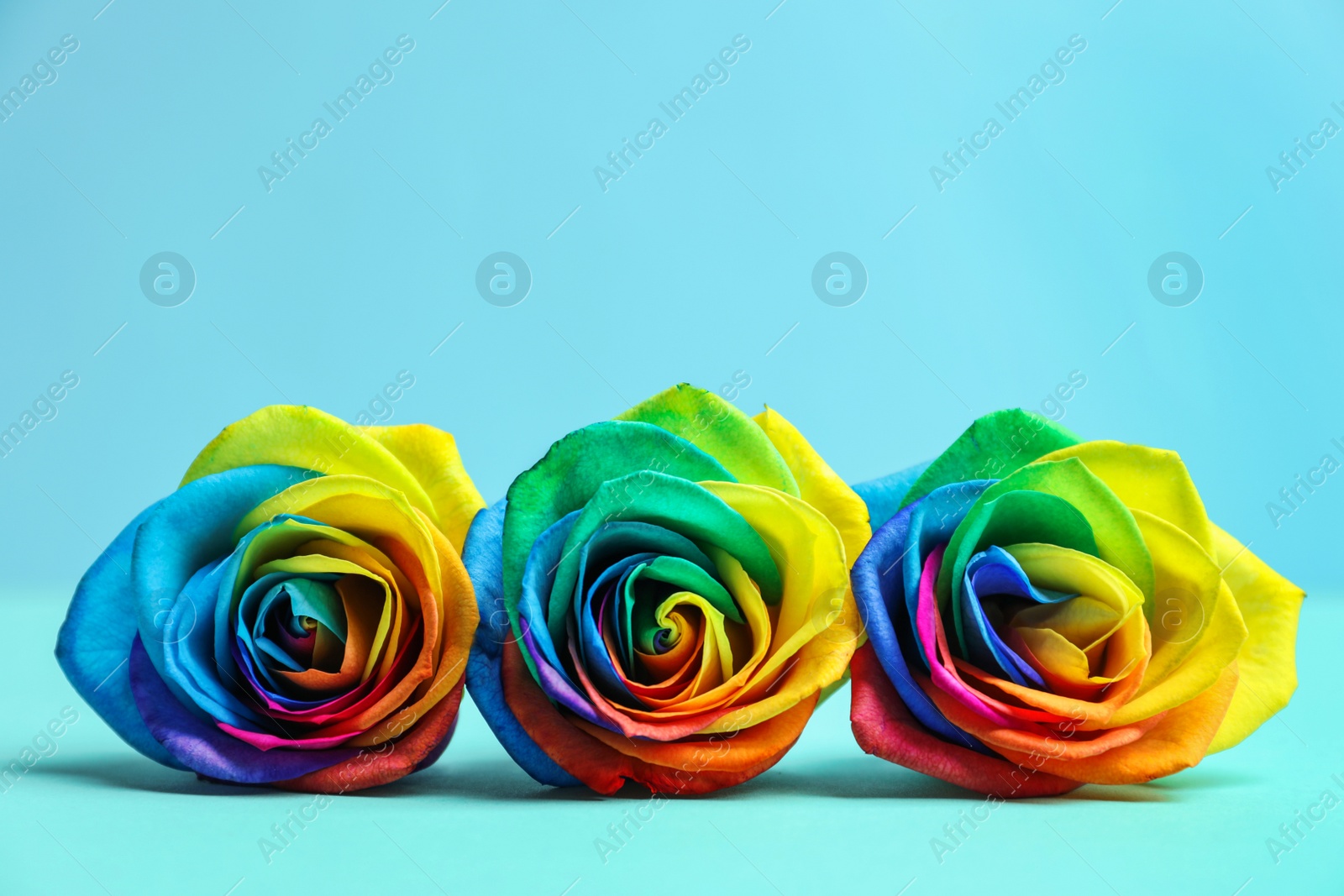 Photo of Rainbow rose flowers on table against color background