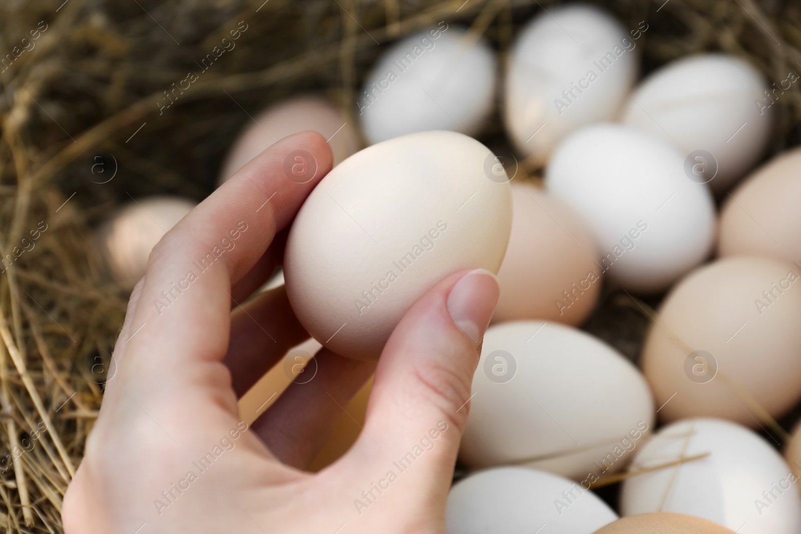 Photo of Woman taking fresh raw egg from nest, closeup