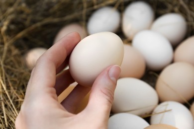 Woman taking fresh raw egg from nest, closeup