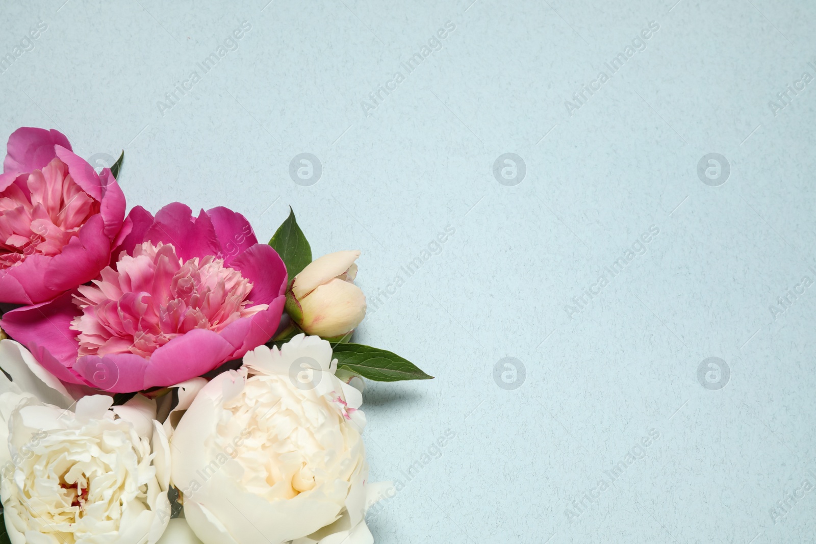 Photo of Beautiful fresh peonies and leaves on light blue background, flat lay. Space for text