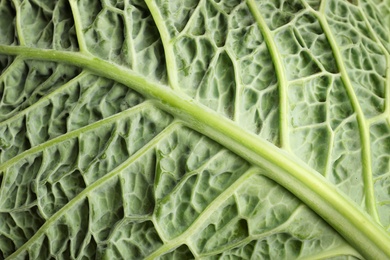 Photo of Green leaf of savoy cabbage as background, closeup