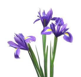 Photo of Beautiful violet iris flowers isolated on white