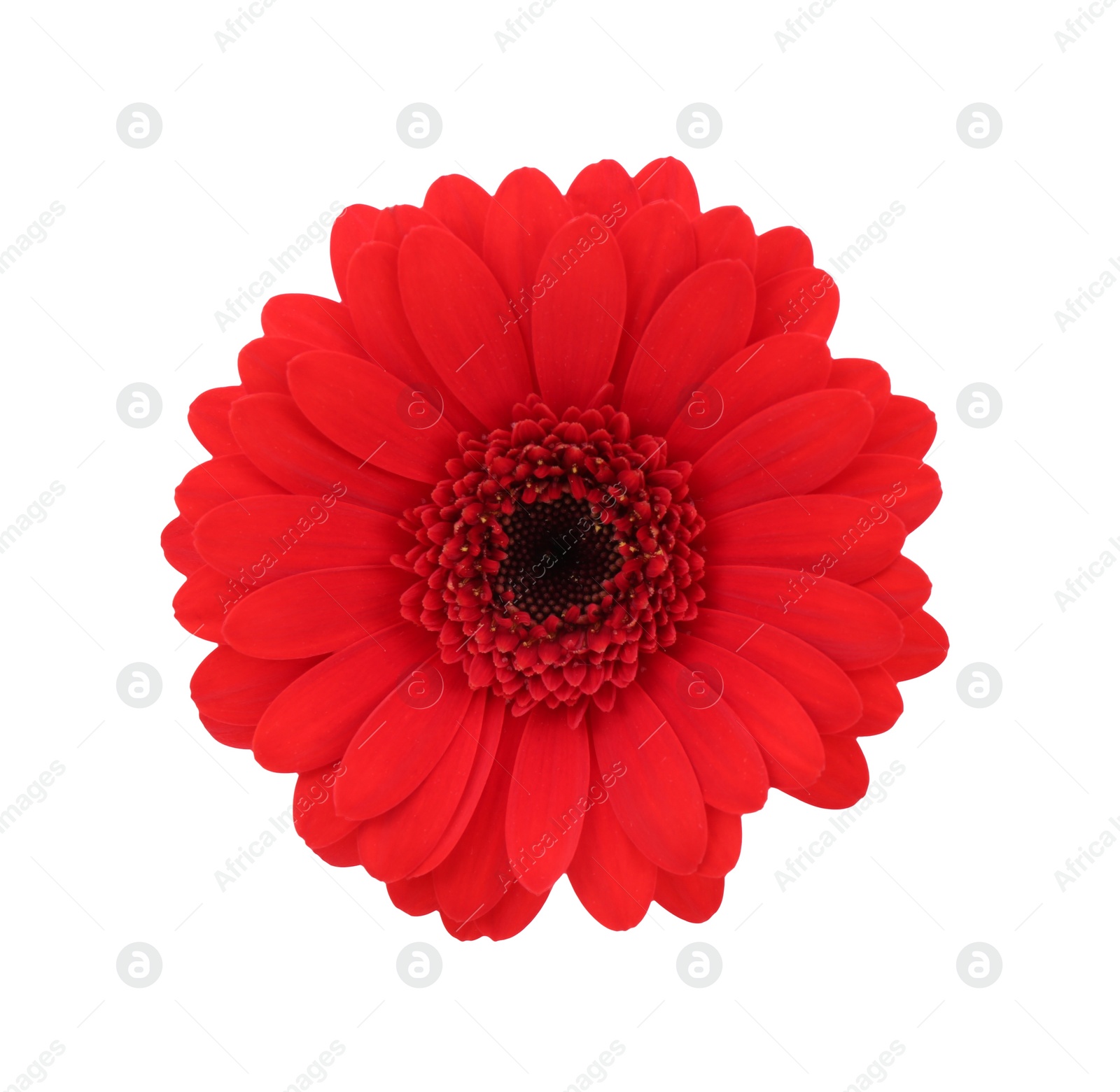 Photo of Beautiful red gerbera flower isolated on white, top view