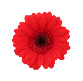 Photo of Beautiful red gerbera flower isolated on white, top view