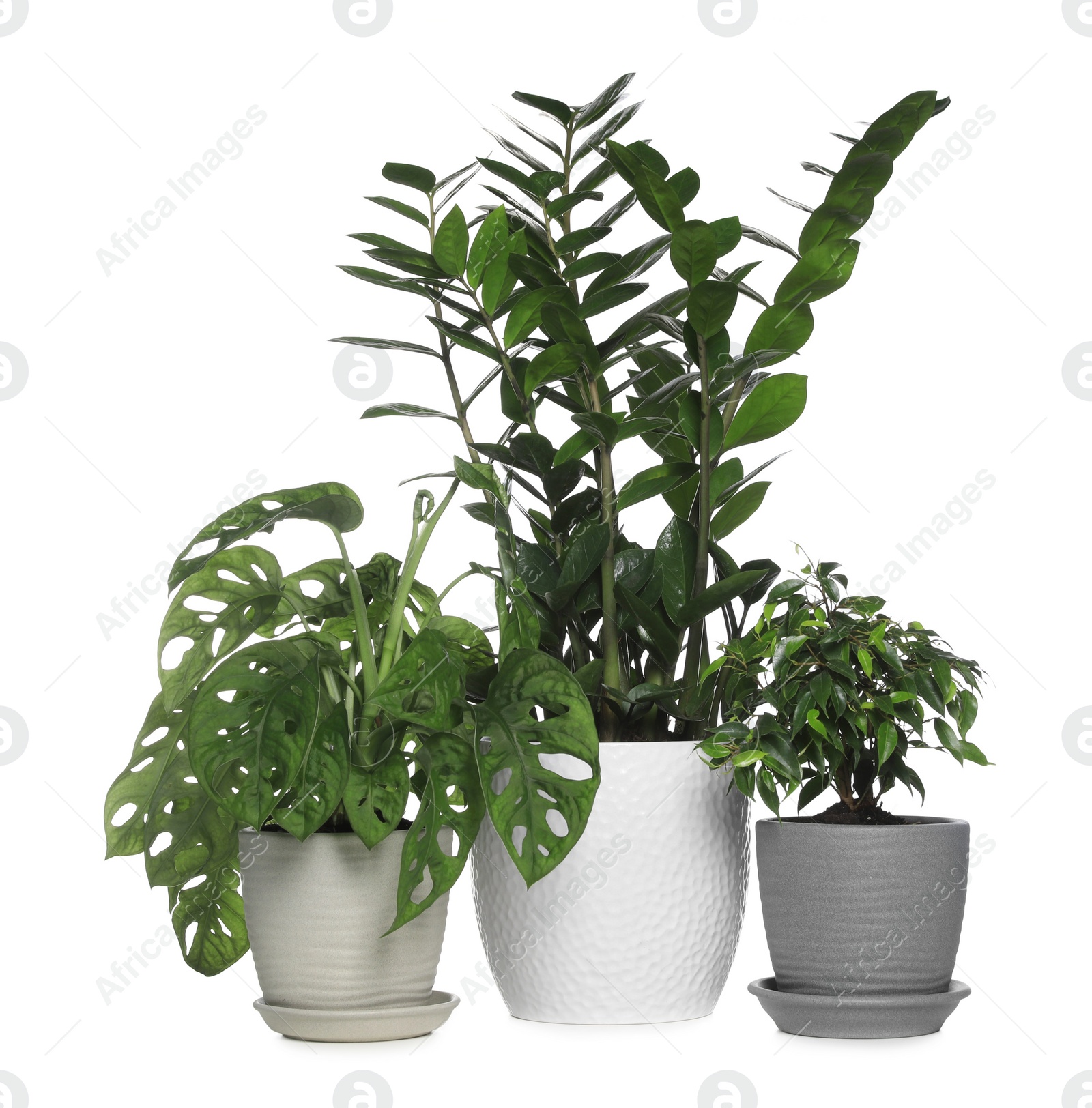 Photo of Different beautiful houseplants in pots on white background