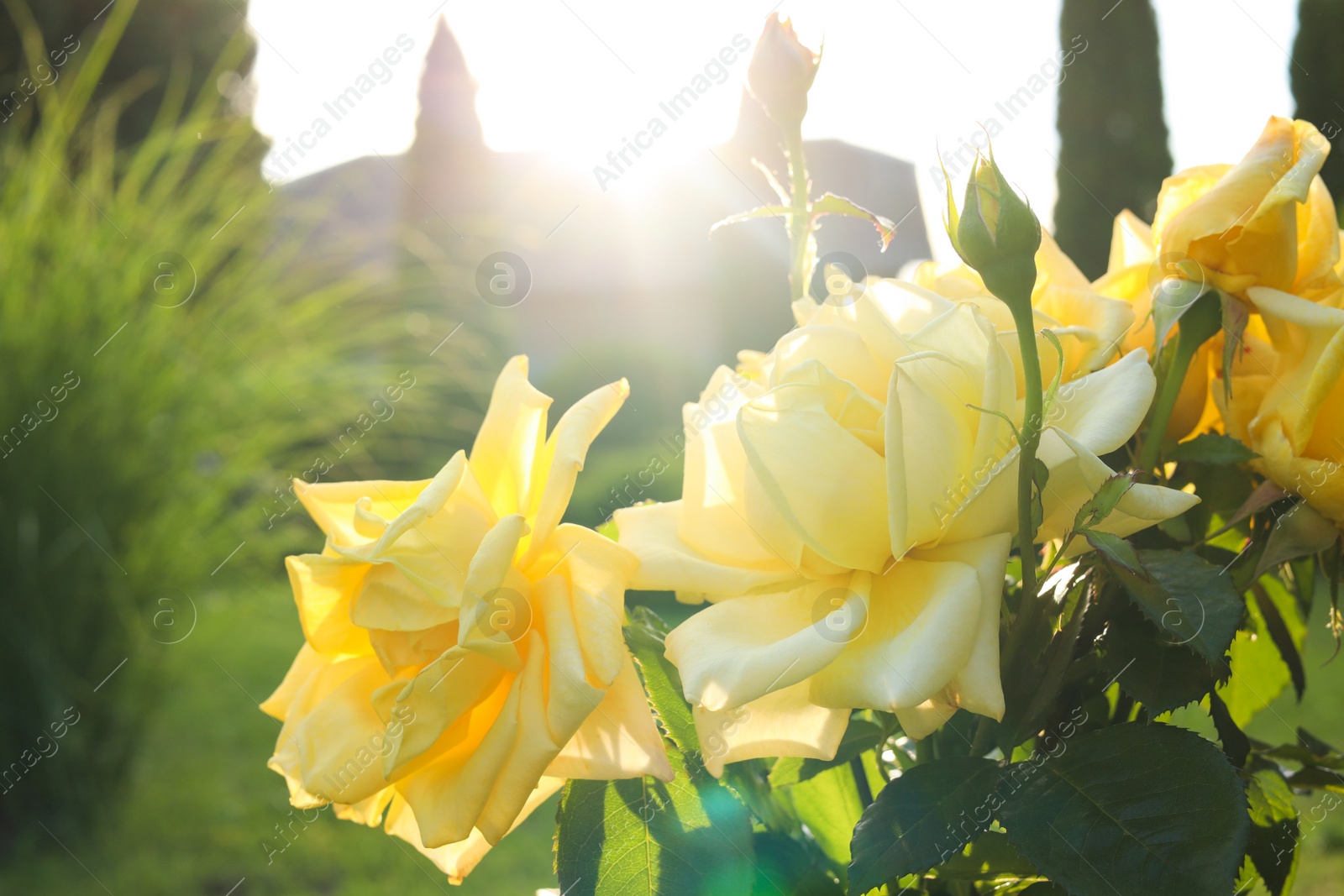 Photo of Beautiful yellow roses on sunny day outdoors, closeup