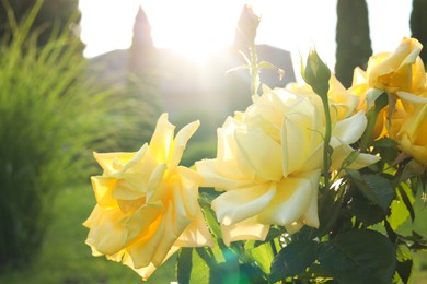 Beautiful yellow roses on sunny day outdoors, closeup