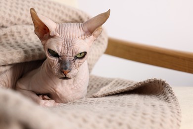 Photo of Beautiful Sphynx cat wrapped in soft blanket at home, closeup with space for text. Lovely pet