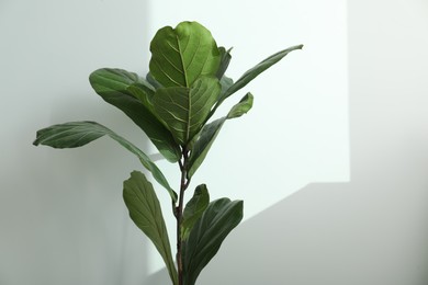 Photo of Fiddle Fig or Ficus Lyrata plant with green leaves near white wall. Space for text