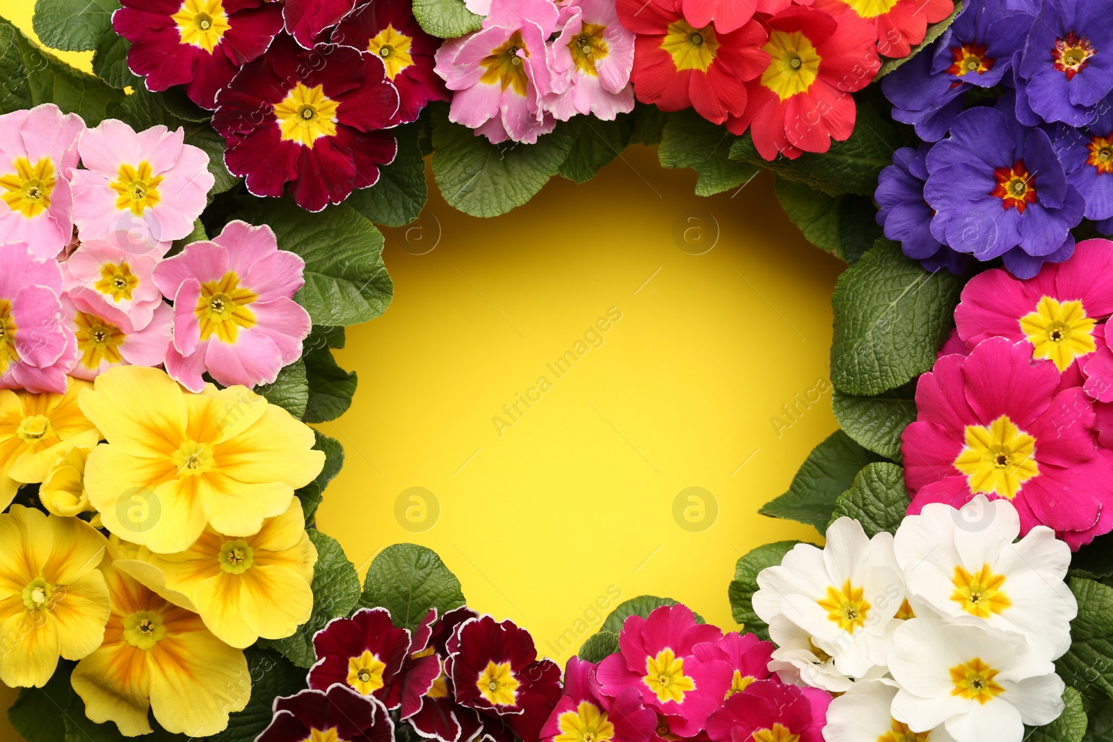Photo of Frame of beautiful primula (primrose) plants with colorful flowers on yellow background, flat lay and space for text. Spring blossom